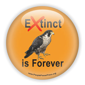 Extinct is Forever - Peregrine Falcon Conservation Button/Magnet
