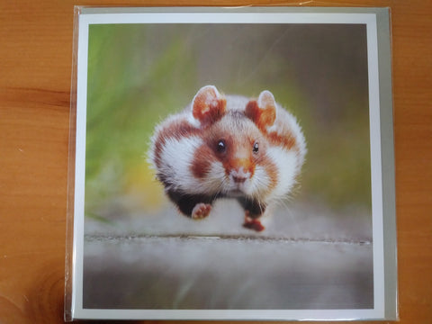 Cute Hamster Running