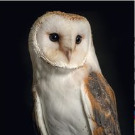 Wildlife Trust Barn Owl Greeting Card