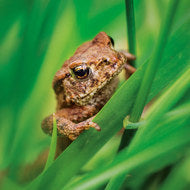 Wildlife Trust Common Toad Greeting Card