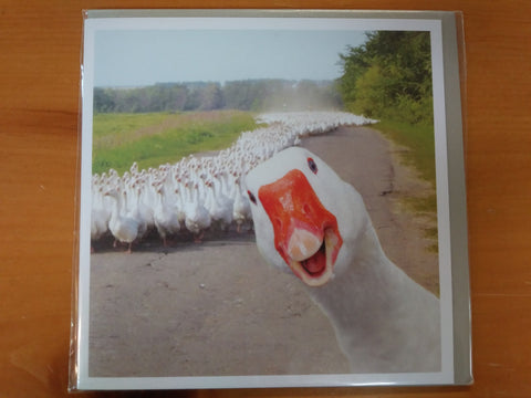 Goose Photo Bomb Blank Card