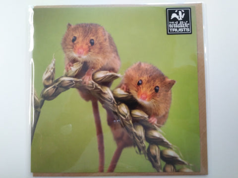 Cute Image of Mice on Wheat Stalk Greeting Card
