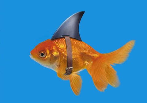 Goldfish Wearing Jaws Fin Greeting Card