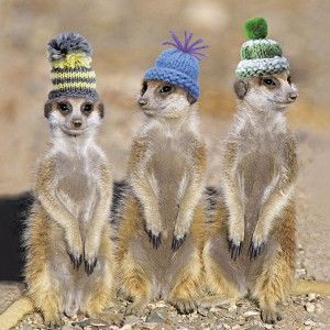 Cute Greeting Card With Meerkats