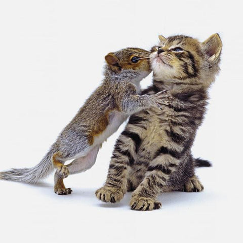 Squirrel And Kitten Photo Greeting Card