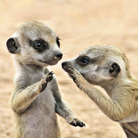 Adorable Meerkats Photo Blank Greeting Card