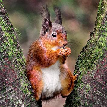 Wildlife Trust Red Squirrel Blank Card