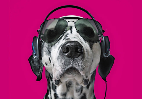 Dalmation As Snoop Dog Image Greeting Card
