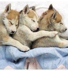 Husky Puppies Snuggle Up Image Blank Card
