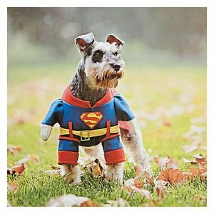 Schnauzer Posing As Super Dog Greeting Card