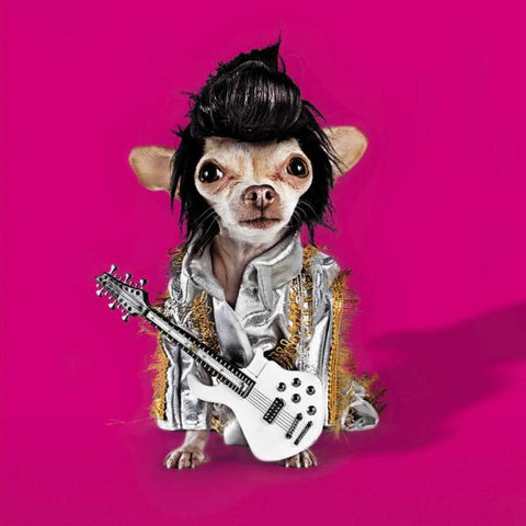 Chihuahua Doing Elvis Impression Greeting Card
