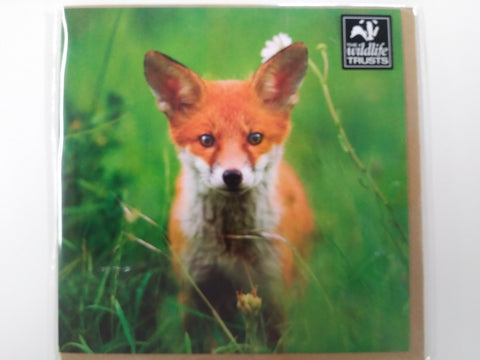 Young Fox Colour Photo Greeting Card